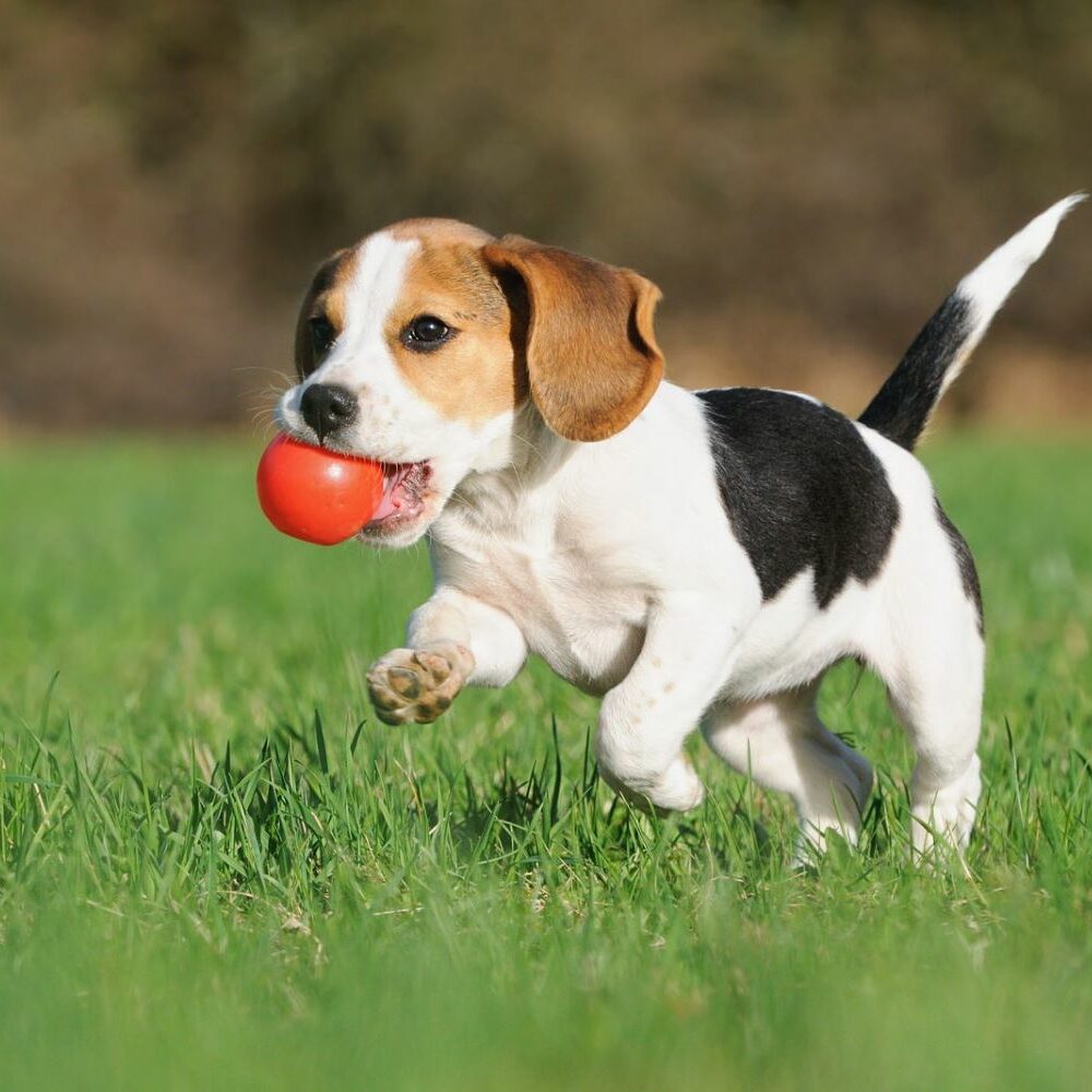 Rasendnger fr Hundebesitzer - Plantura