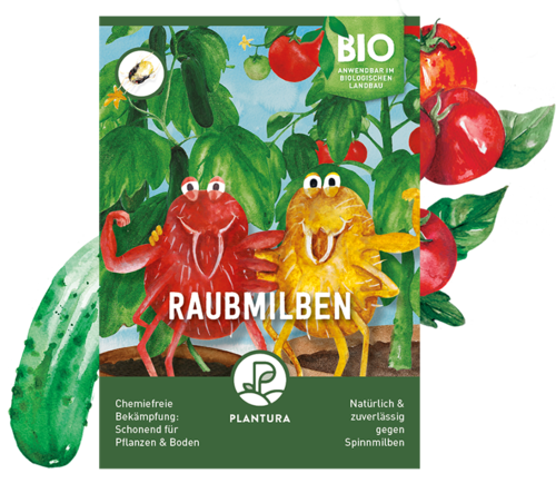 Raubmilben gegen Spinnmilben