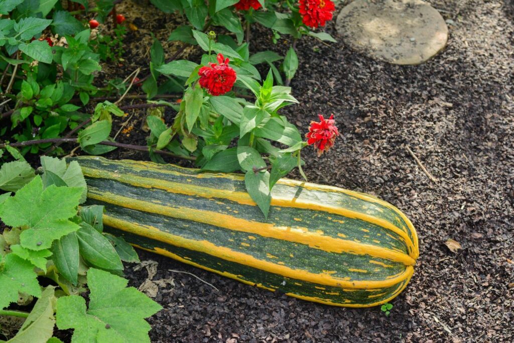 Zucchini Marrow
