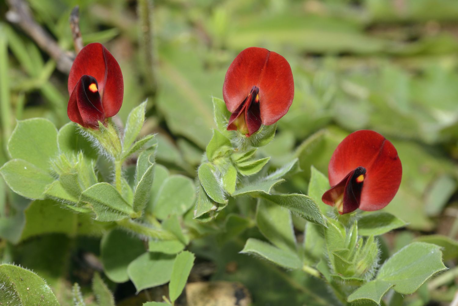 Spargelerbsen: Anbau, Ernte & Verwendung