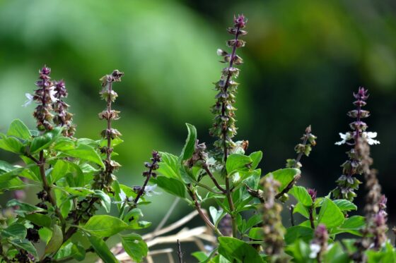 Tulsi: Pflanze, Pflege & Verwendung des Indischen Basilikums