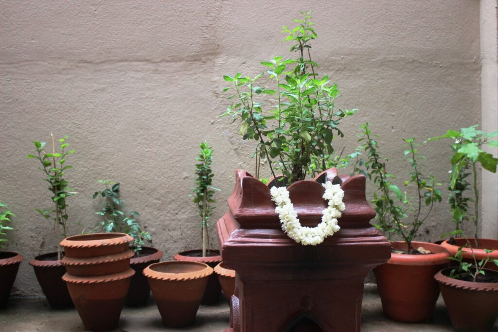 Tulsi im Topf pflanzen