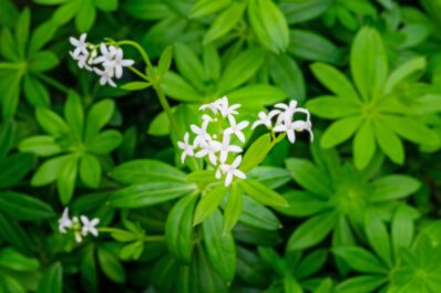 Waldmeister anpflanzen: Alles zu Standort, Zeitpunkt & Vorgehen
