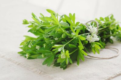 Waldmeister ernten: Experten-Tipps zu Vorgehen & Erntezeit
