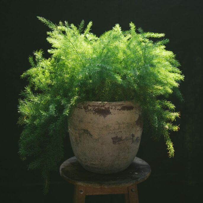 Zierspargel: Standort, Pflege & Vermehrung