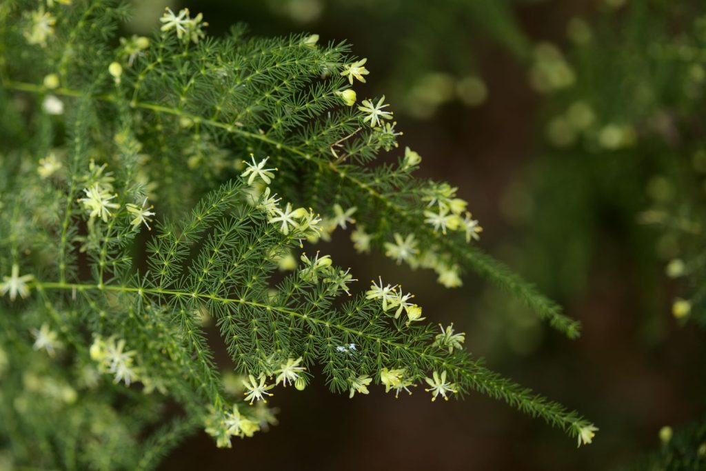 Blüten des Zierspargels