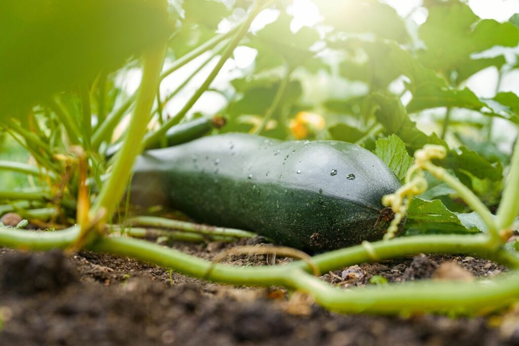 große Zucchini