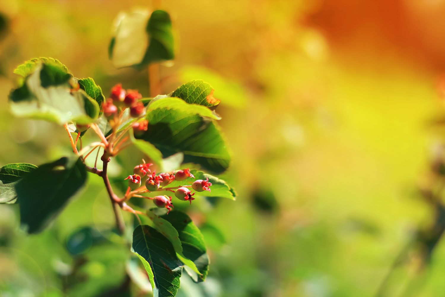Felsenbirne kaufen: Wo & was ist zu beachten?