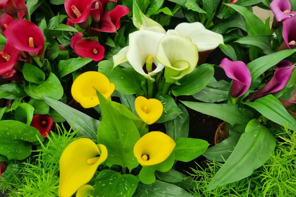 Sorten der Calla