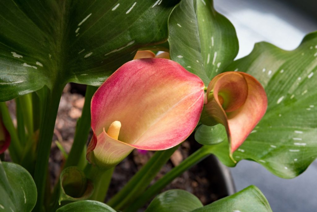 Calla-Art Mozart