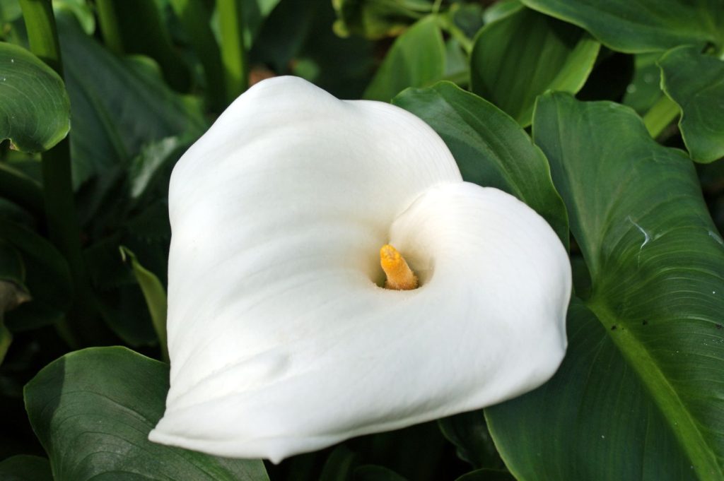 Arten der Calla