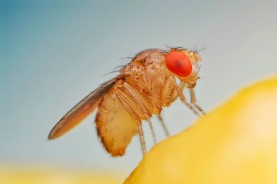 Fruchtfliegen loswerden: Die besten Tipps gegen Obstfliegen