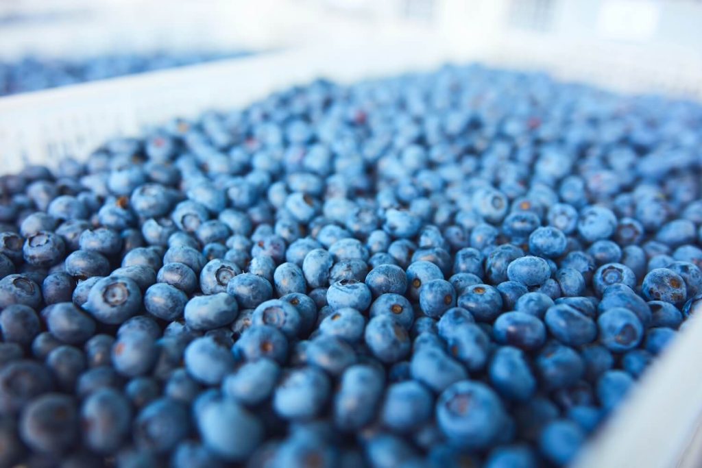 Blaubeeren-Lagern