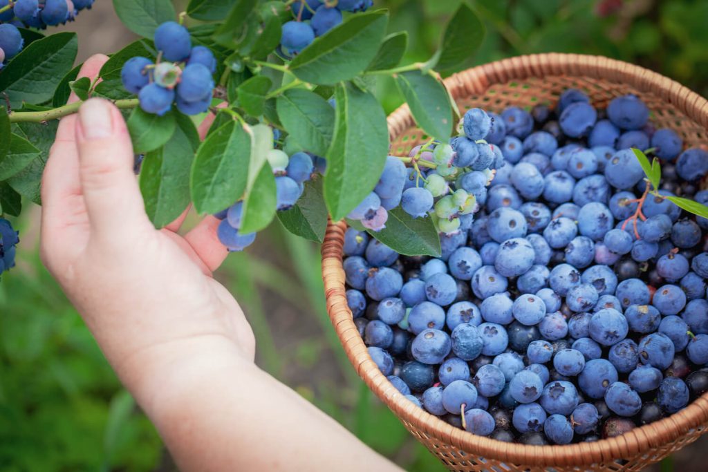 Blaubeeren-Pflücken