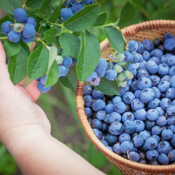Heidelbeeren pflücken: Erntezeit, Lagern & Einfrieren