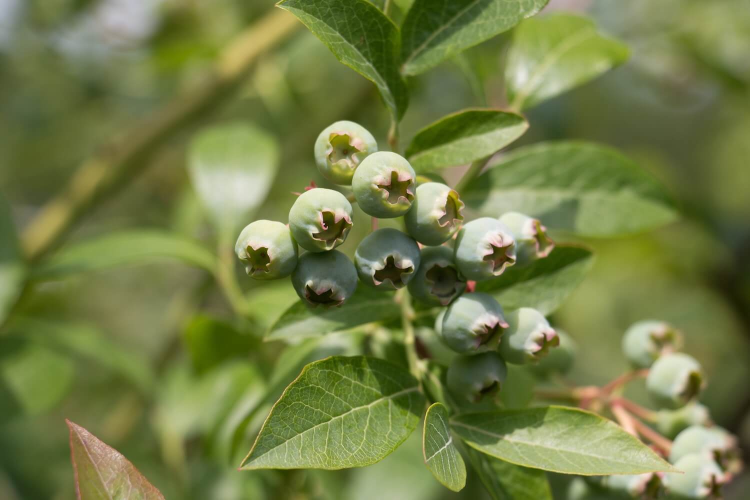 Heidelbeeren pflücken Erntezeit, Lagerung & Co Plantura