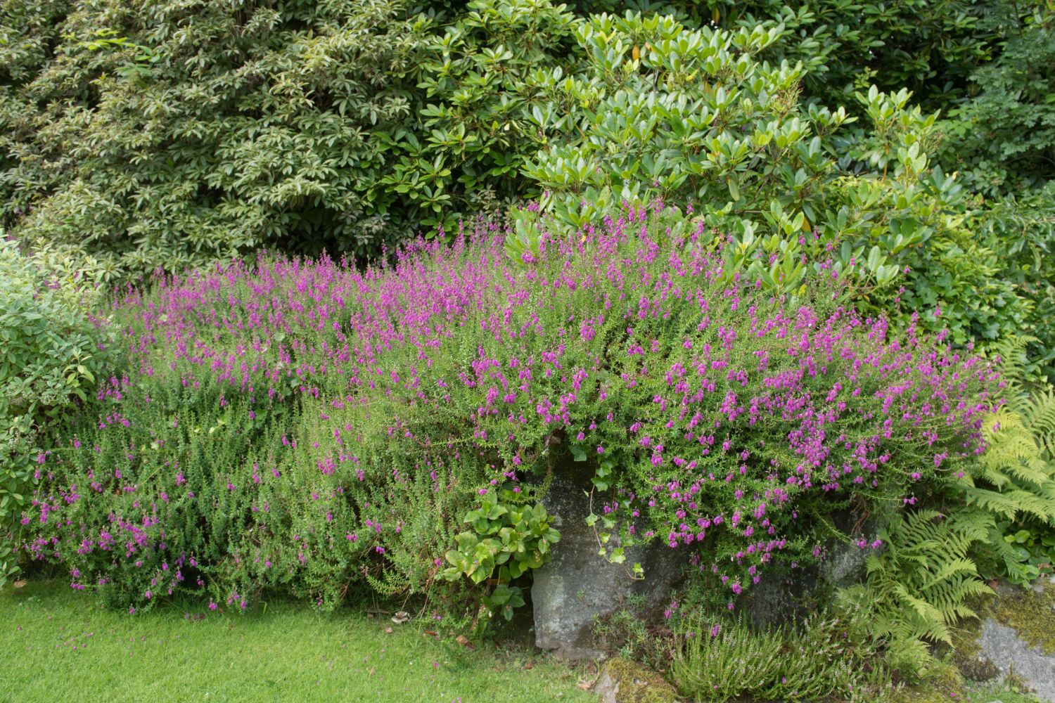 Irische Glockenheide Standort & Winterhärte Plantura