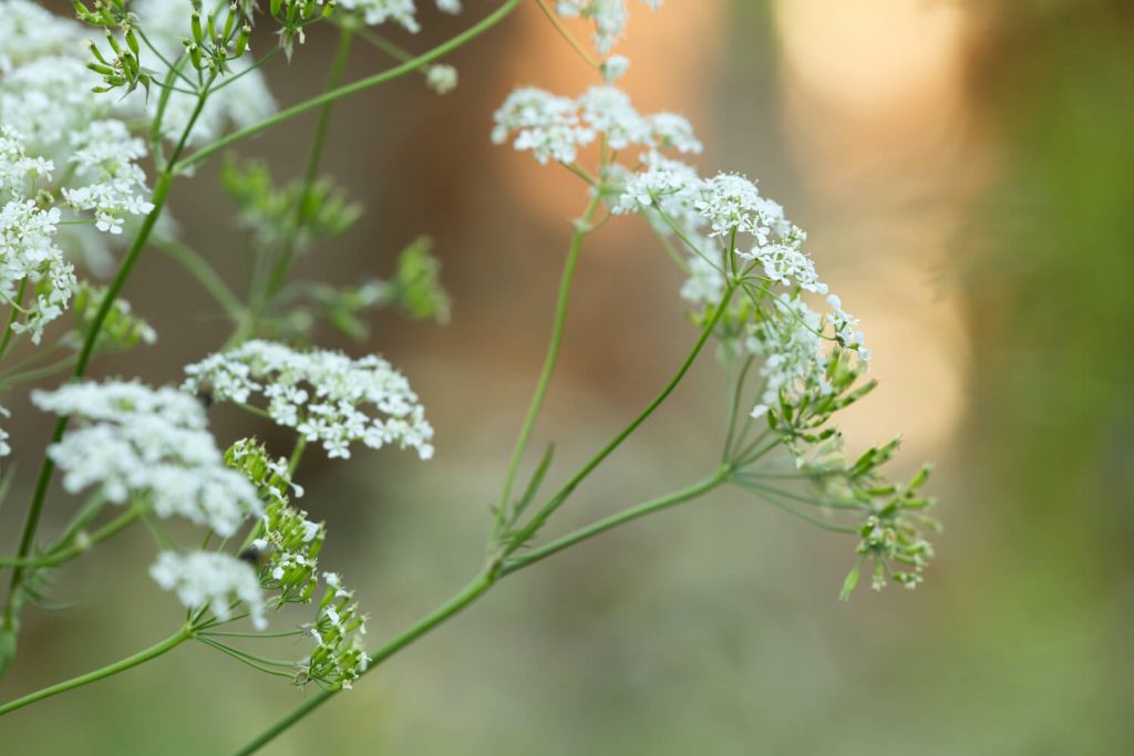 Blüte des Kümmel