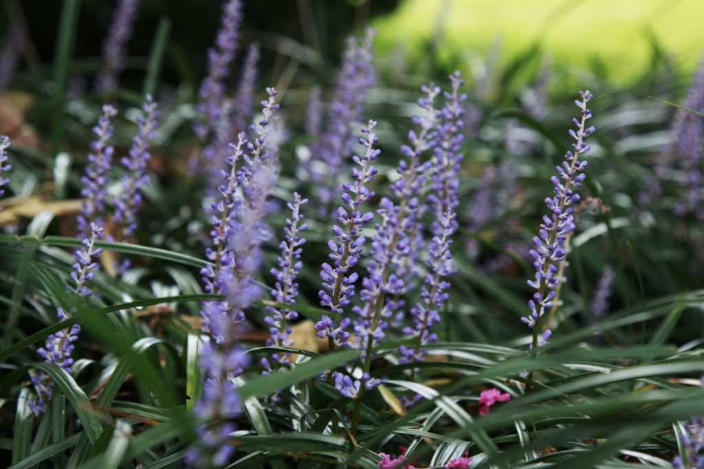 Lilientrauben-Art Royal Purple