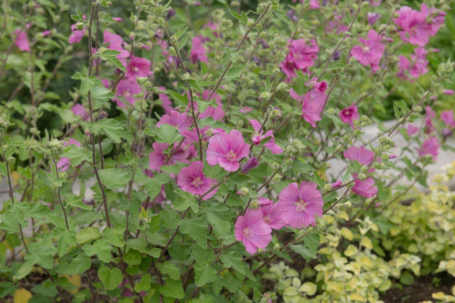 Malvenarten & sorten für den Garten Plantura