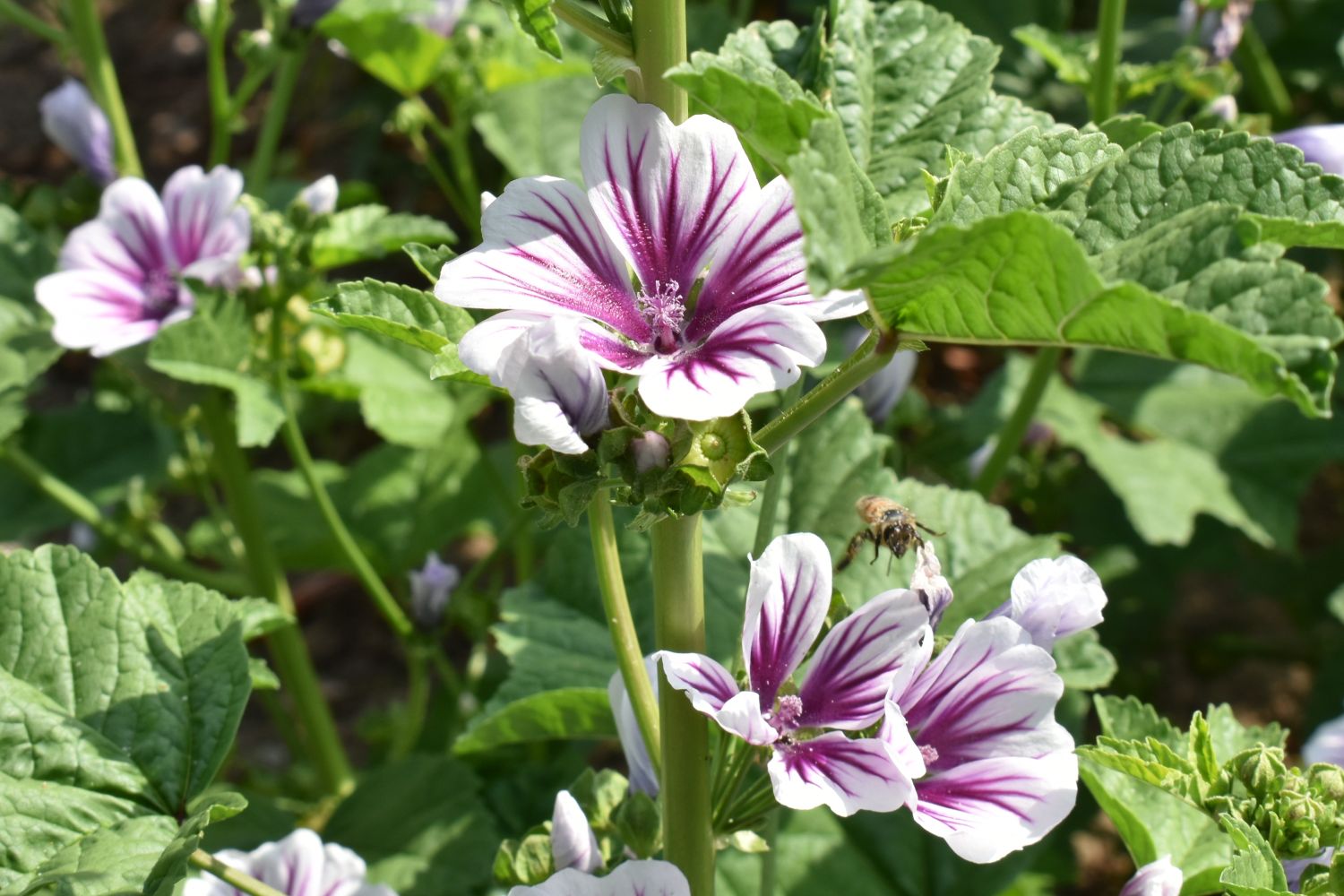 Malvenarten & sorten für den Garten Plantura