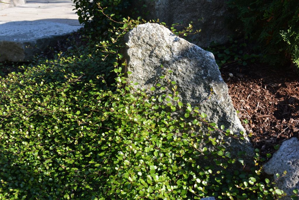 Mühlenbeckia als Bodendecker