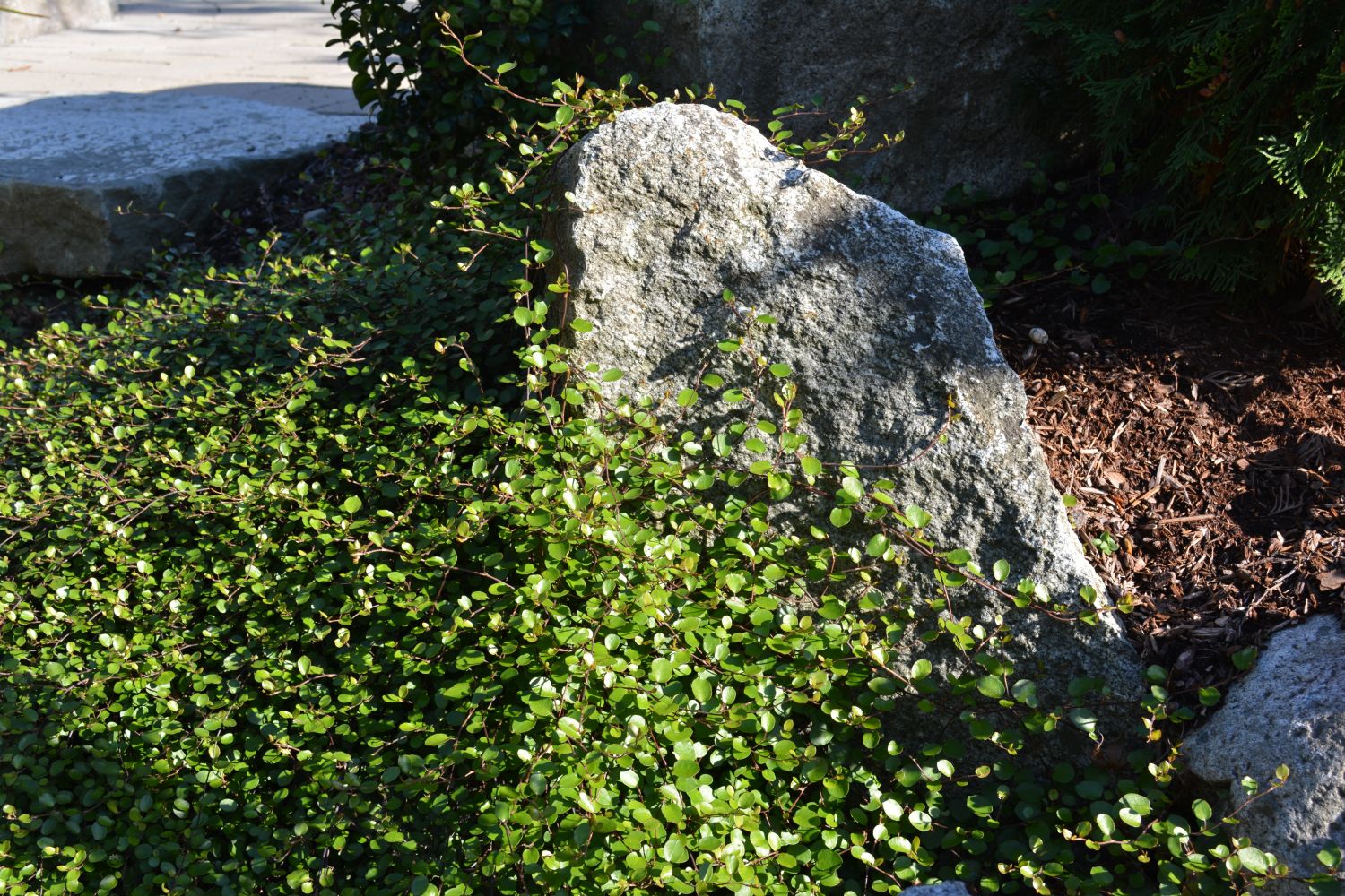 Muehlenbeckia Standort, Pflege & Winterhärte Plantura