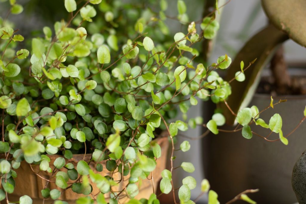 Mühlenbeckia als Zimmerpflanze