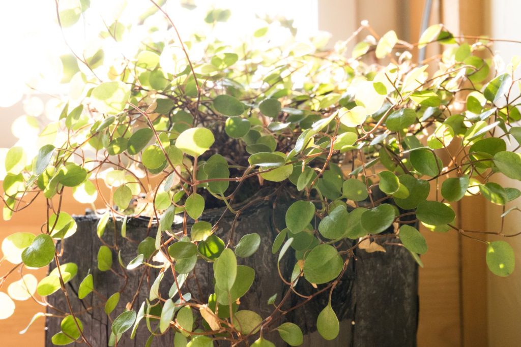 Mühlenbeckia überwintern