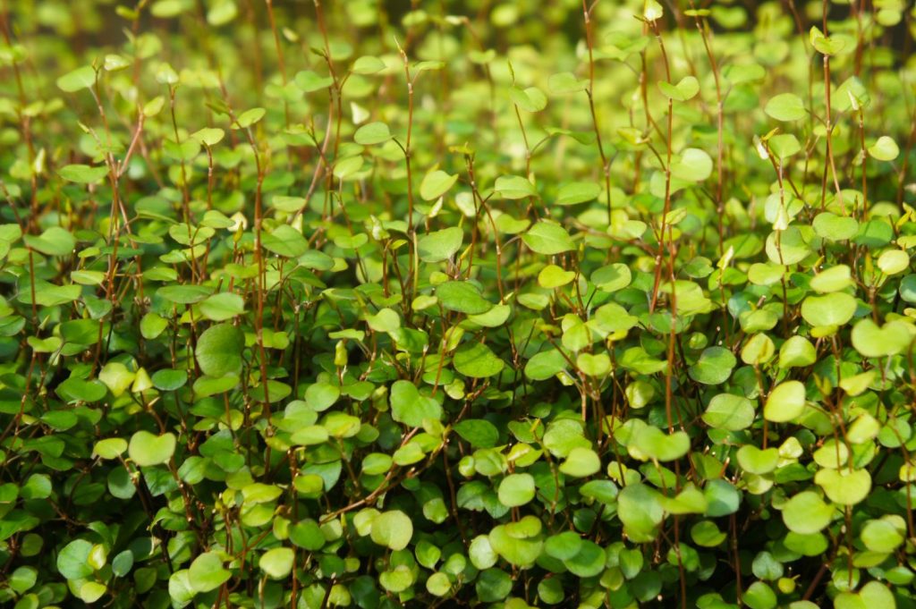 Mühlenbeckia im Garten