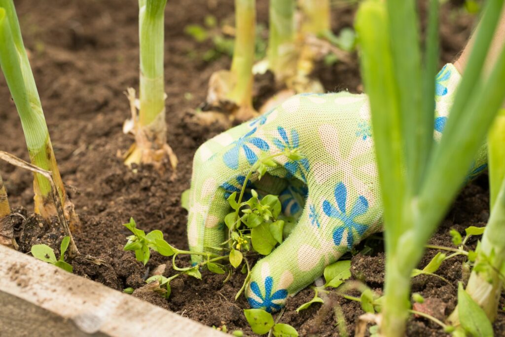 Unkraut im Garten jäten