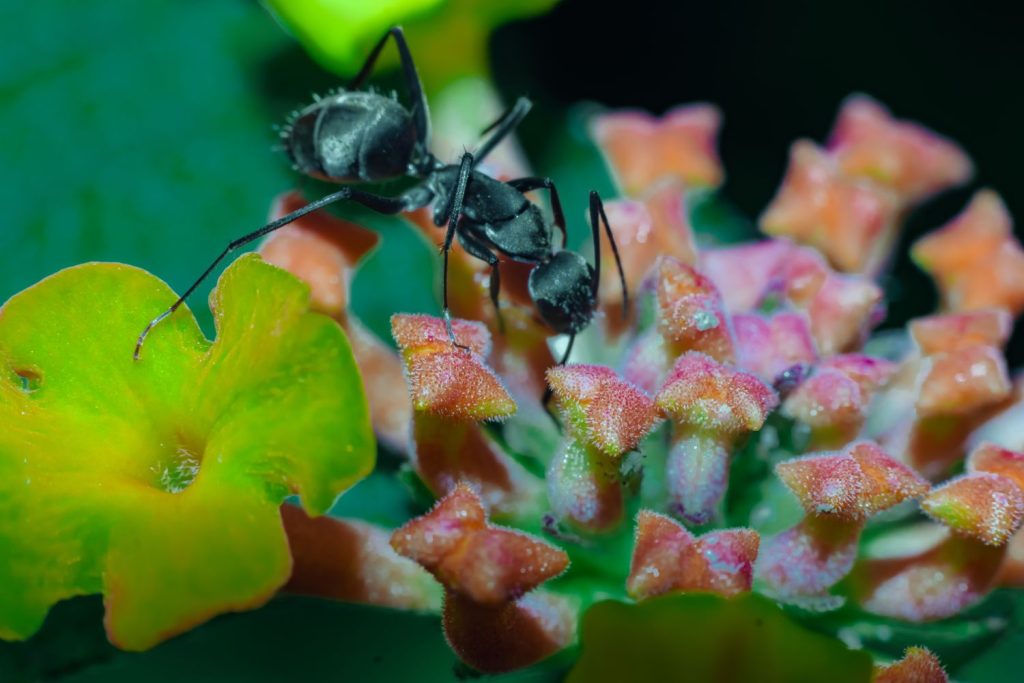 Ameisen auf dem Wandelröschen