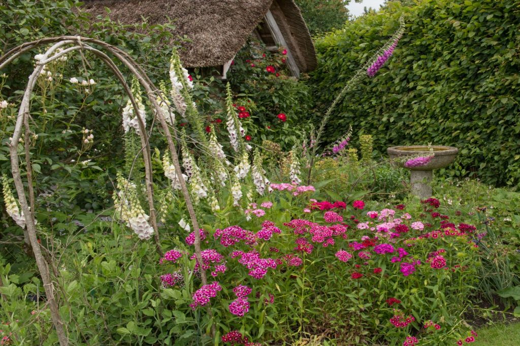 Blüte der Bartnelke