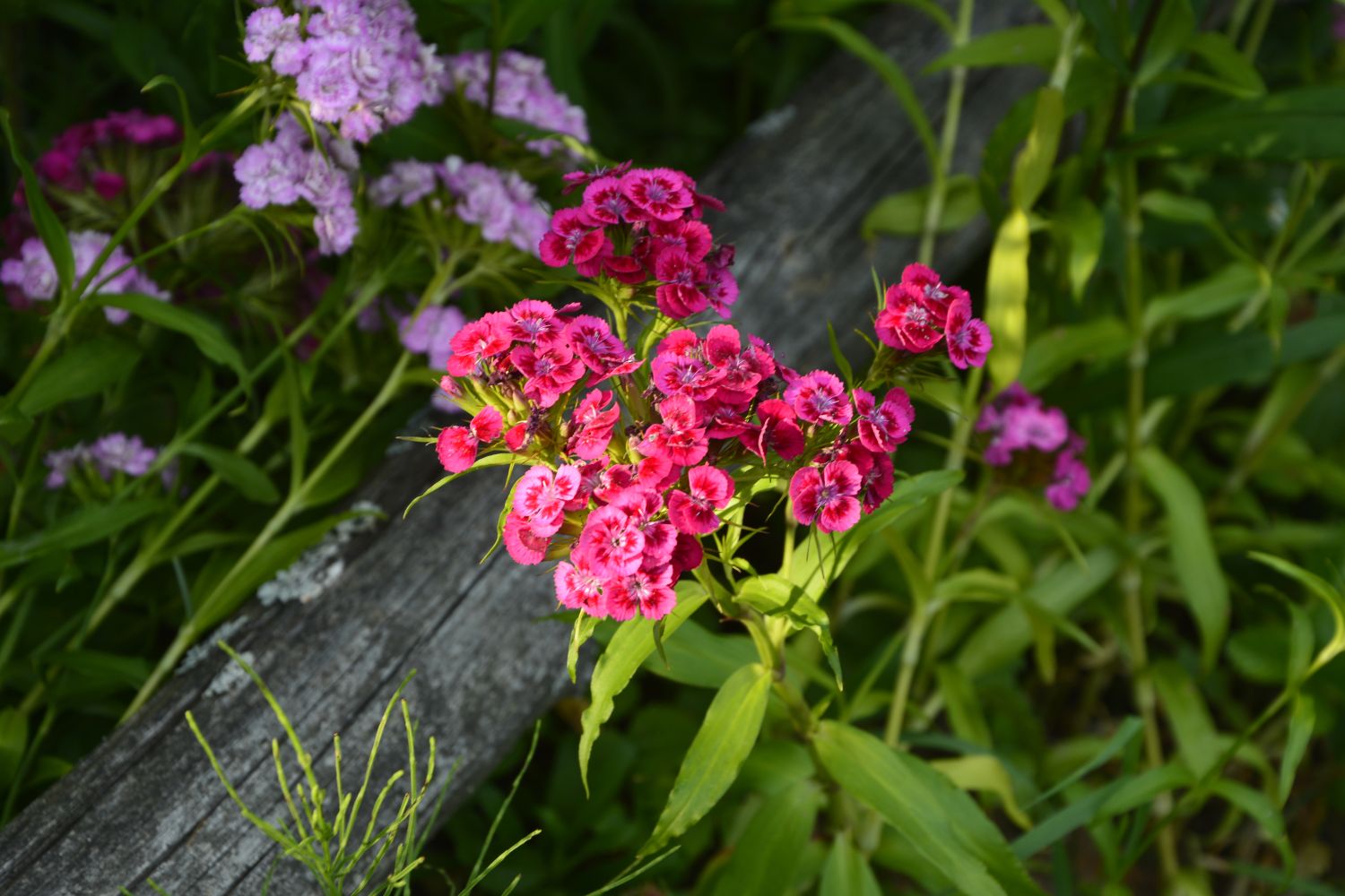 Bartnelken säen, pflanzen & selbst vermehren