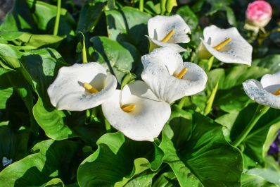 Calla pflegen: Gießen, Düngen & Schneiden