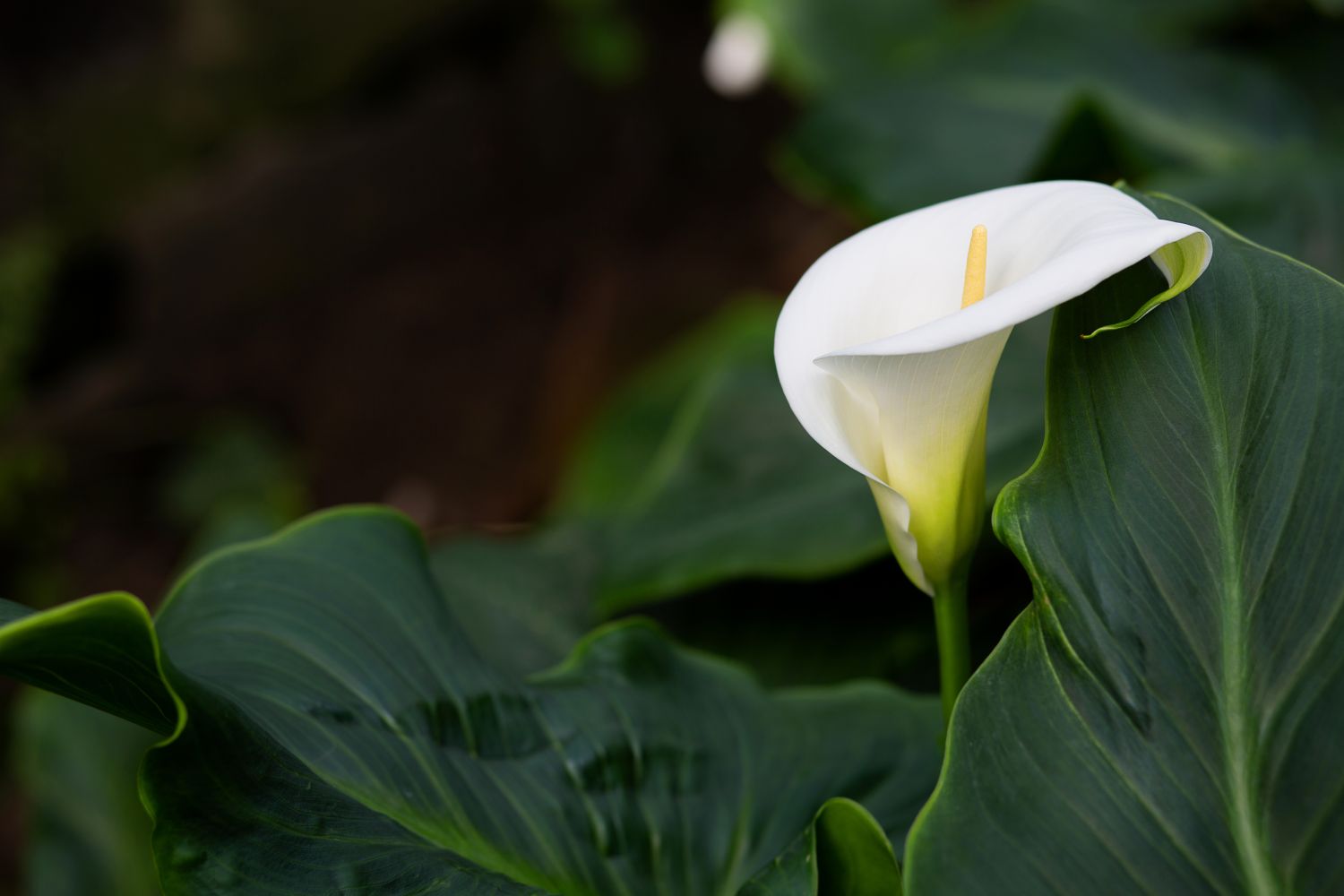 Calla überwintern Winterhärte & Plantura