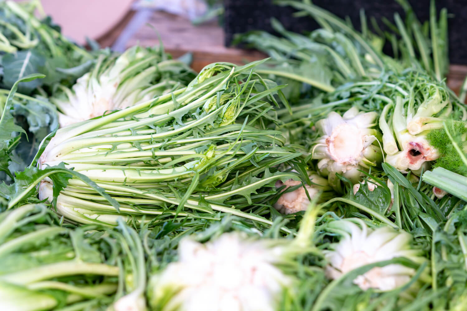 Puntarelle, Cimata anbauen: Aussaat, Pflege und Erntezeit