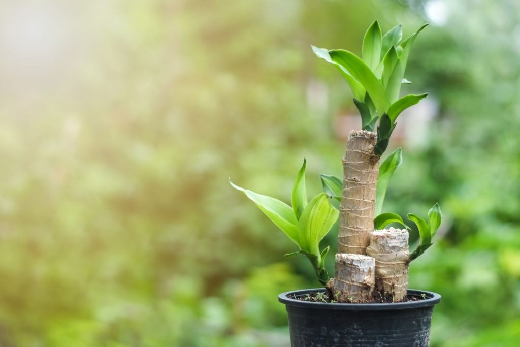 Duftender Drachenbaum im Topf
