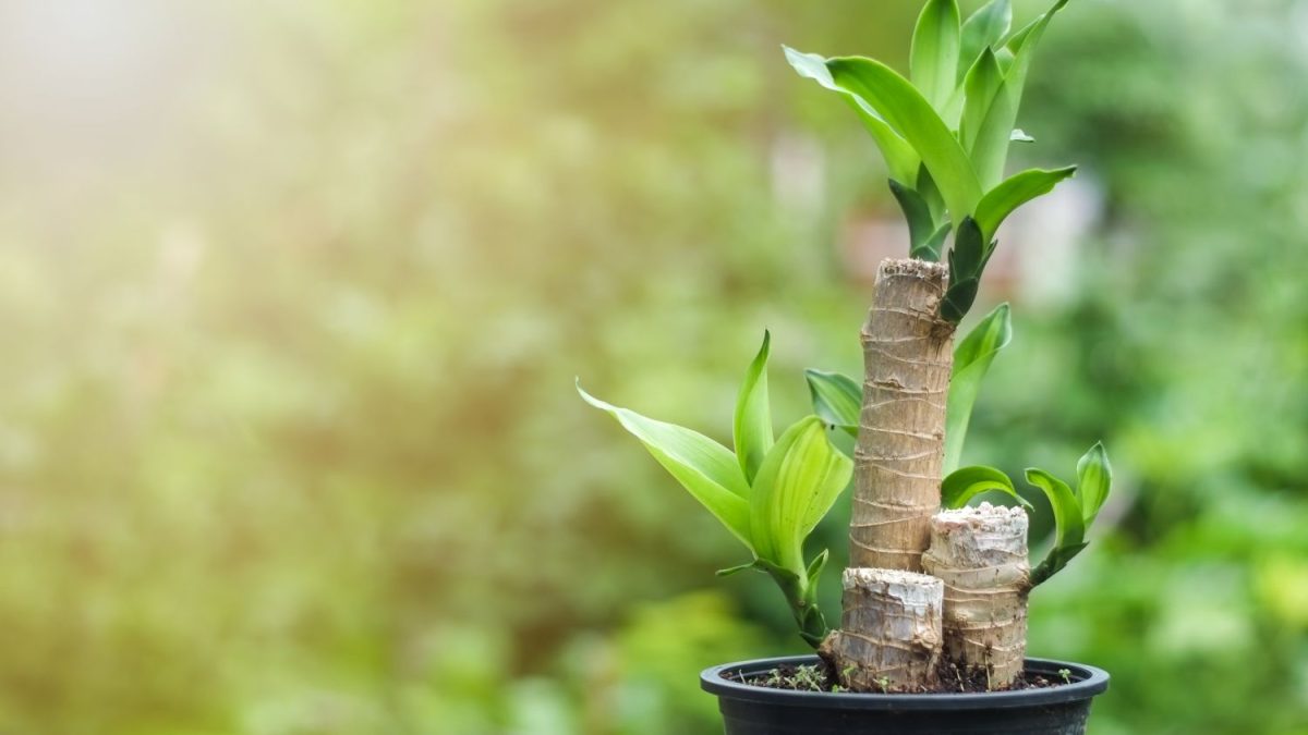 Dracaena fragrans: Sorten, Pflege & Vermehrung - Plantura