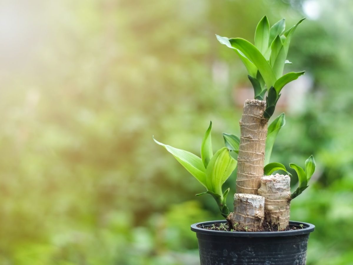 glücksfeder südfenster Glücksfeder | Zamioculcas zamiifolia main image 1