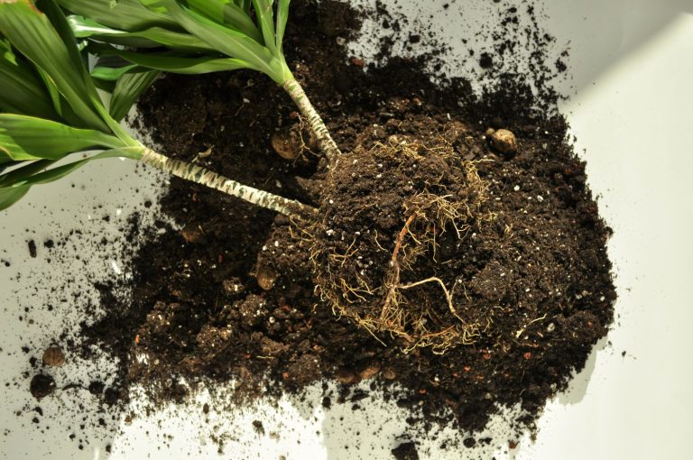 Dracaena fragrans Sorten, Pflege & Vermehrung Plantura