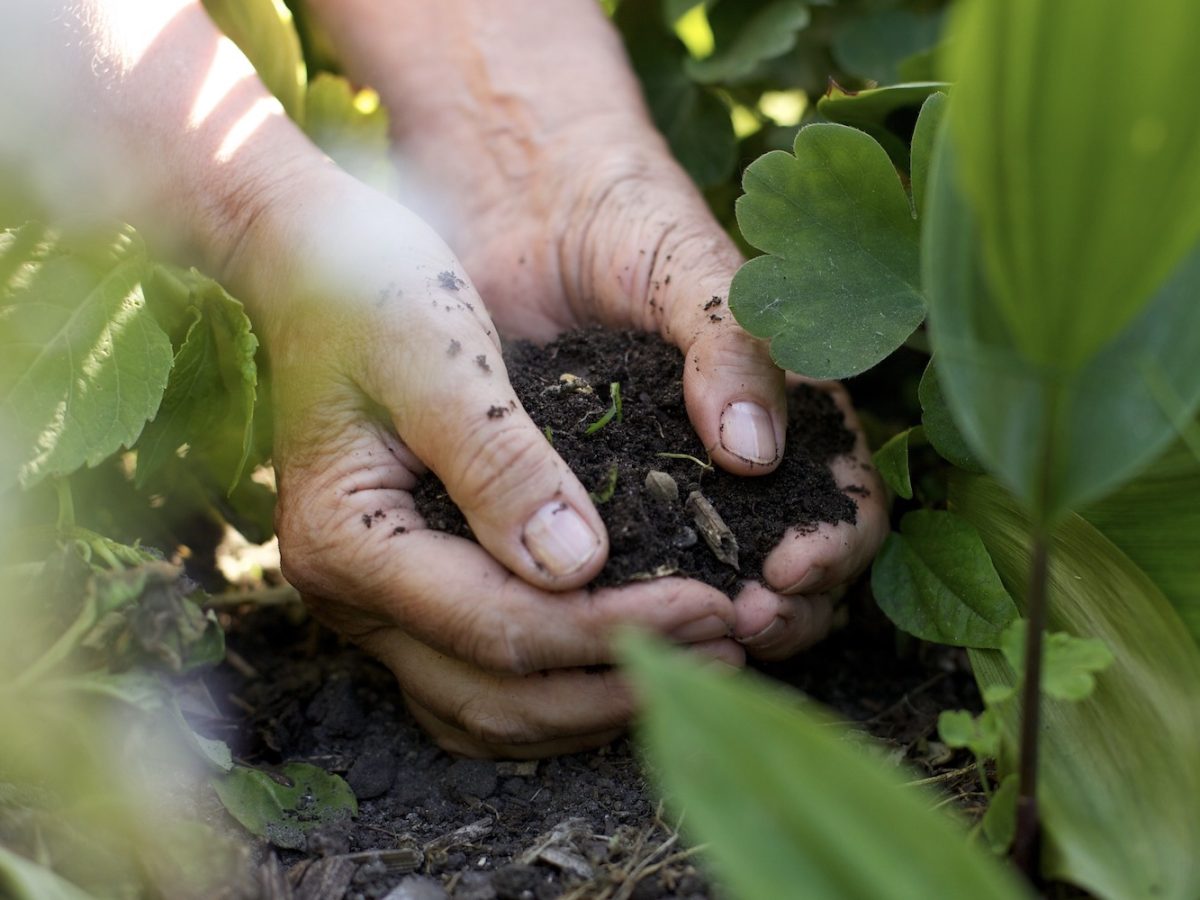 Kompost als Dnger: Verwendung & Eigenschaften - Plantura