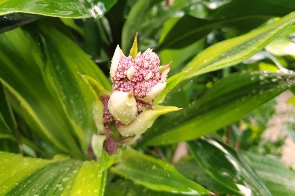 Blüten des Duftenden Drachenbaums