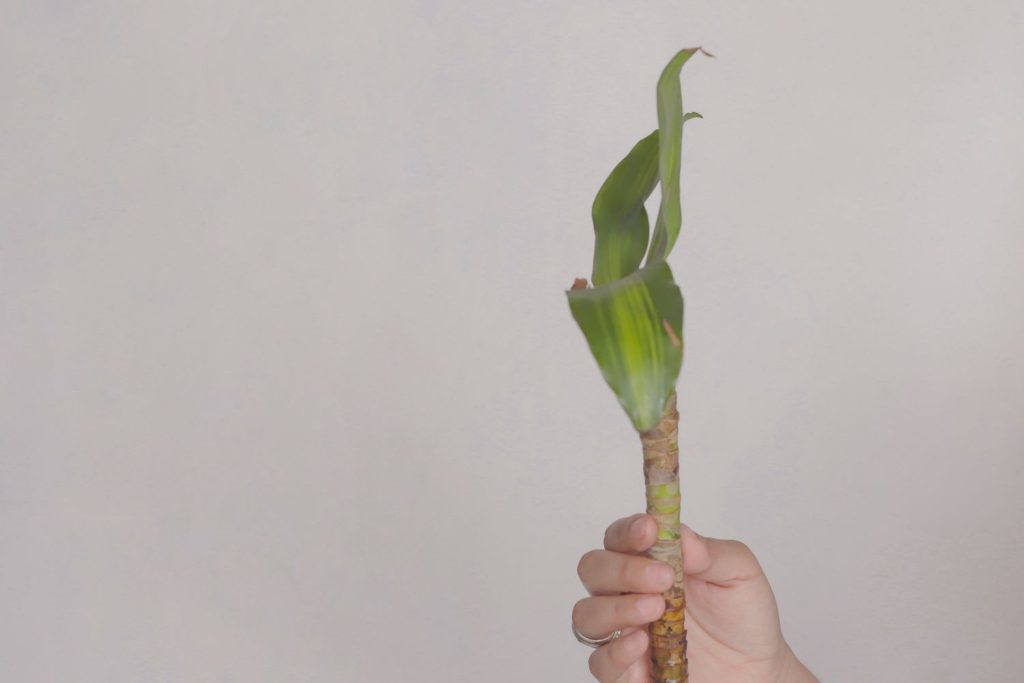 Dracaena fragrans zurückschneiden