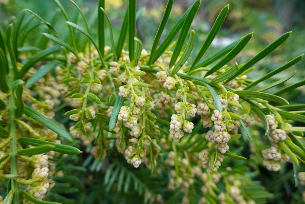 Blüte der Eibe