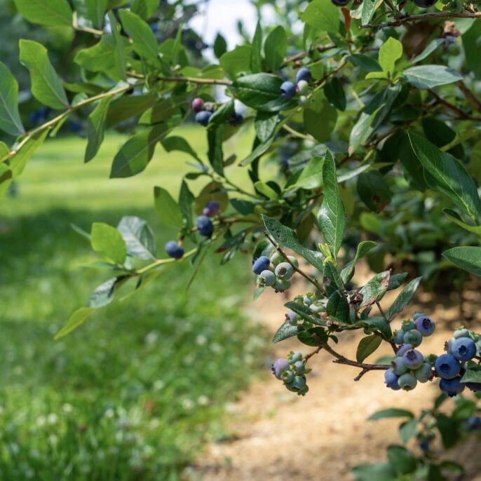 Heidelbeeren pflanzen: Standort, Anleitung & schlechte Nachbarn
