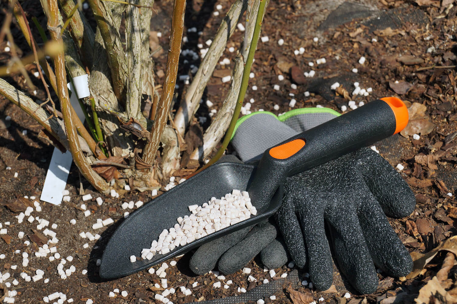 Heidelbeeren düngen: Zeitpunkt & Tipps zum richtigen Dünger