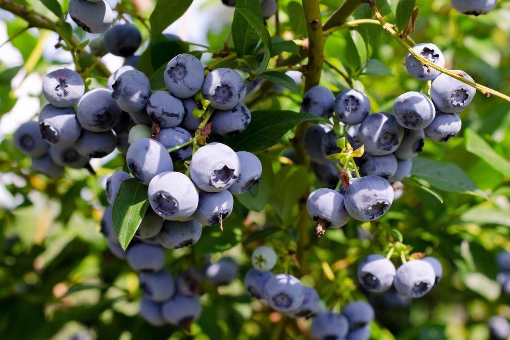 reife Heidelbeeren
