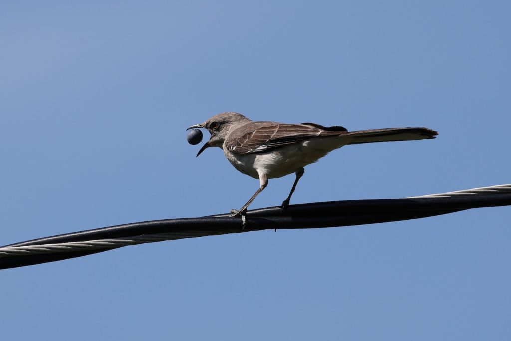 Vogel mit Heidelbeere