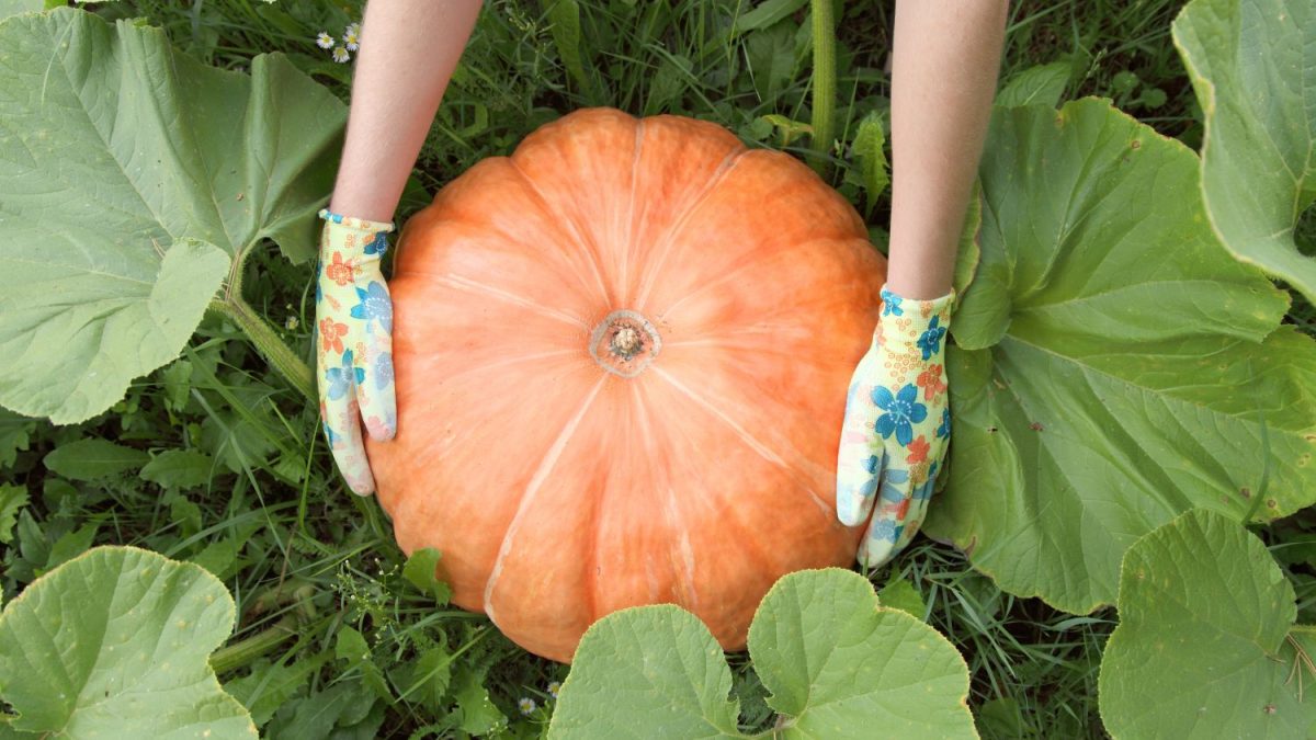 welcher dünger für zitronenbaum Bio-Zitronenbaum-Dünger kaufen